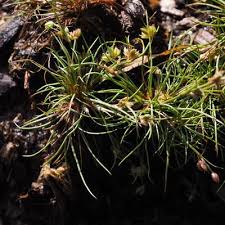 Attēlu rezultāti vaicājumam “Juncus bulbosus”