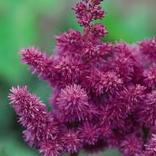 Attēlu rezultāti vaicājumam “Astilbe chinensis flower”