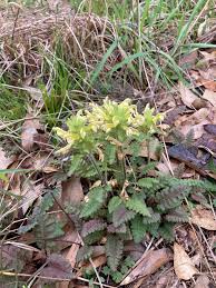 Attēlu rezultāti vaicājumam “Pedicularis palustris fruit”