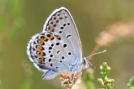 Attēlu rezultāti vaicājumam “Plebejus idas”