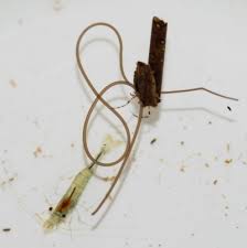 Attēlu rezultāti vaicājumam “Nematomorpha”