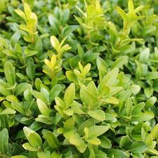 Attēlu rezultāti vaicājumam “Buxus sempervirens”