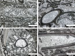 Attēlu rezultāti vaicājumam “Serpoleskea subtilis sporophyte”