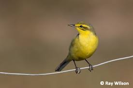 Attēlu rezultāti vaicājumam “Motacilla flava flava adult”