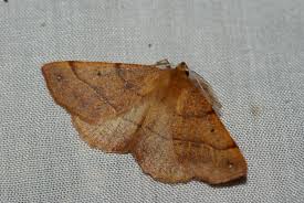 Attēlu rezultāti vaicājumam “Colotois pennaria”