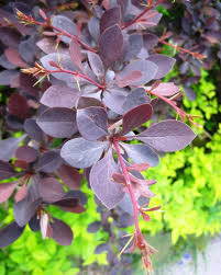 Attēlu rezultāti vaicājumam “Berberis thunbergii”