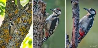 Attēlu rezultāti vaicājumam “Dendrocopos major”