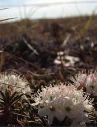Attēlu rezultāti vaicājumam “Ledum palustre leaf”