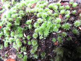 Attēlu rezultāti vaicājumam “Bryales”