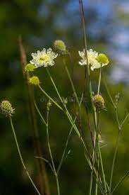Image result for Scabiosa ochroleuca