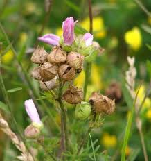Attēlu rezultāti vaicājumam “Malva moschata bud”