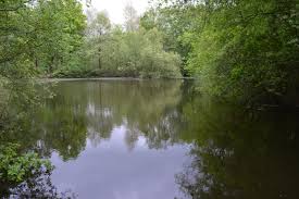 Image result for Gosfield CC