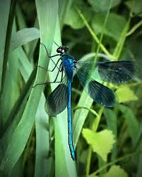 Attēlu rezultāti vaicājumam “Calopteryx splendens”