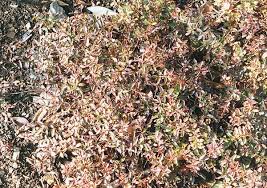 Attēlu rezultāti vaicājumam “Gaultheria cuneata”