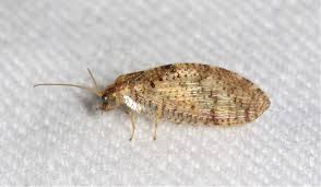 Attēlu rezultāti vaicājumam “Hemerobiidae”