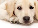 Which dogs are best to be the Companion Dogs? | Dogs Data