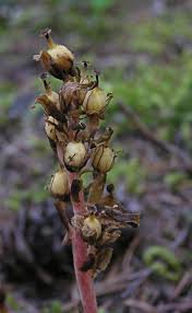 Attēlu rezultāti vaicājumam “Monotropa hypopitys”