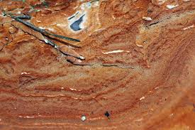 Attēlu rezultāti vaicājumam “Gloeoporus taxicola”