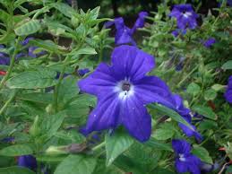 Image result for Browallia speciosa