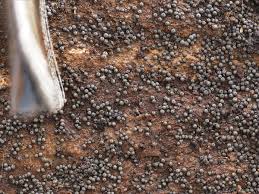 Attēlu rezultāti vaicājumam “Licea minima spores”