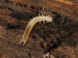 Attēlu rezultāti vaicājumam “Pyrochroidae larva”