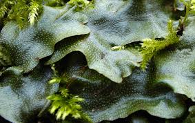 Attēlu rezultāti vaicājumam “Conocephalum salebrosum sporophyte”