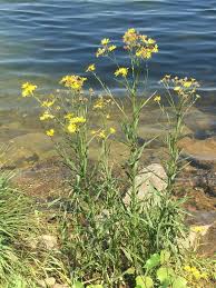 Attēlu rezultāti vaicājumam “Jacobaea paludosa”