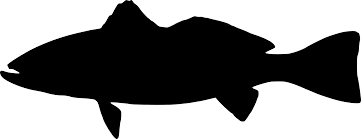 Image result for Cynoscion regalis