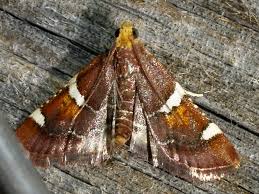 Attēlu rezultāti vaicājumam “Pyralis regalis”