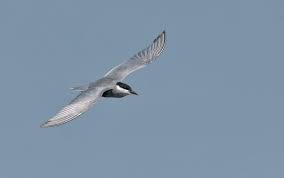 Attēlu rezultāti vaicājumam “Chlidonias hybrida adult”