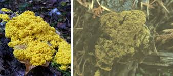 Attēlu rezultāti vaicājumam “Physarum decipiens”