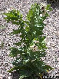 Attēlu rezultāti vaicājumam “Hyoscyamus niger”