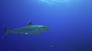 Image result for Carcharhinus albimarginatus