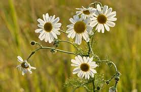 Image result for Matricaria recutita (chamomilla)