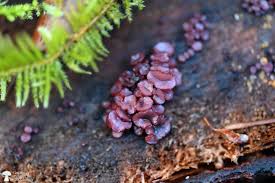 Attēlu rezultāti vaicājumam “Ascocoryne sarcoides”