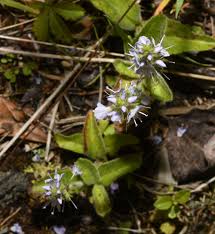 Attēlu rezultāti vaicājumam “Veronica officinalis”