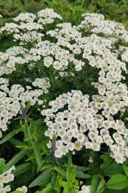 Image result for Achillea Ptarmica