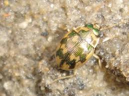 Attēlu rezultāti vaicājumam “Omophron limbatum”