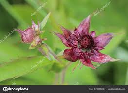 Attēlu rezultāti vaicājumam “Comarum palustre”