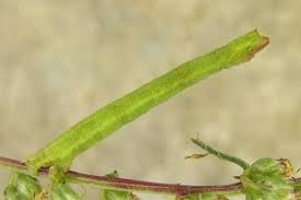 Attēlu rezultāti vaicājumam “Chlorissa viridata”