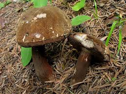 Attēlu rezultāti vaicājumam “Boletales”