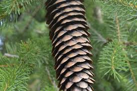 Attēlu rezultāti vaicājumam “Picea abies fruit”