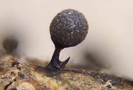 Attēlu rezultāti vaicājumam “Lamproderma pseudomaculatum spores”