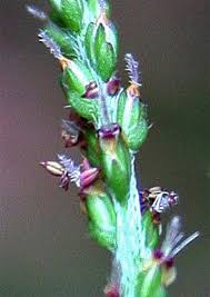 Attēlu rezultāti vaicājumam “Plantago uniflora flower”