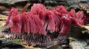 Attēlu rezultāti vaicājumam “Stemonitis marjana macro”