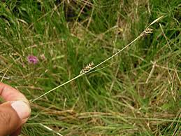 Attēlu rezultāti vaicājumam “Carex hostiana”
