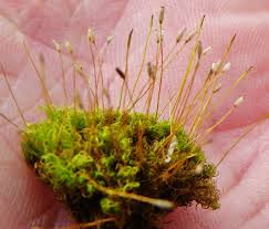 Attēlu rezultāti vaicājumam “Tortella tortuosa”