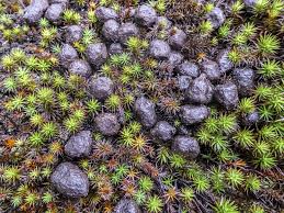 Attēlu rezultāti vaicājumam “Pogonatum urnigerum”