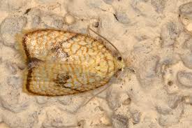 Attēlu rezultāti vaicājumam “Acleris forsskaleana”