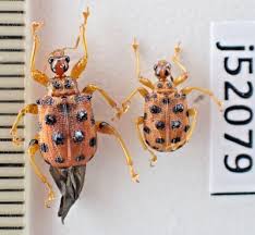 Attēlu rezultāti vaicājumam “Attelabidae”